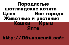 Породистые шотландские котята. › Цена ­ 5 000 - Все города Животные и растения » Кошки   . Крым,Ялта